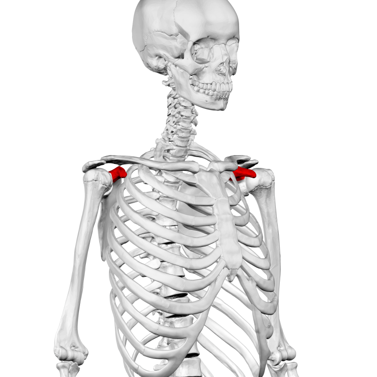 Coracoid Process Of Scapula