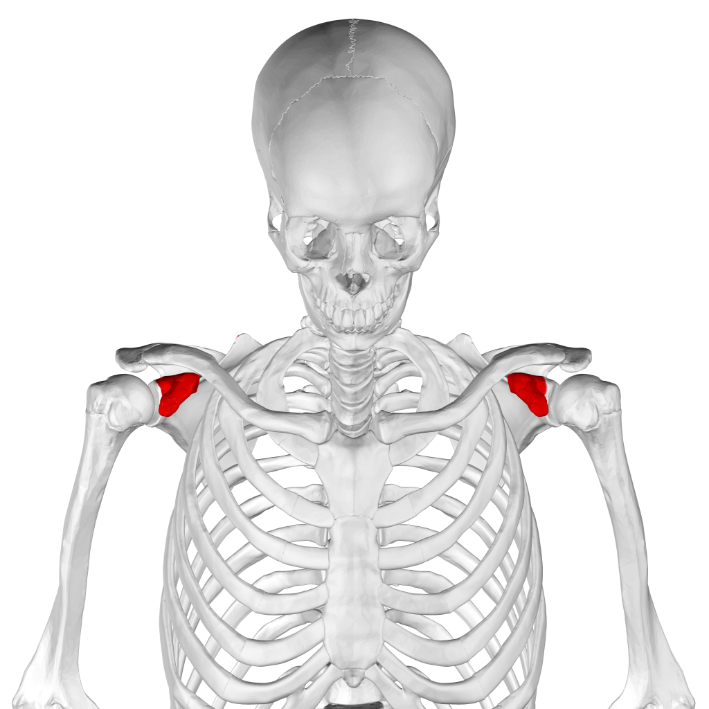  coracoid process of scapula05