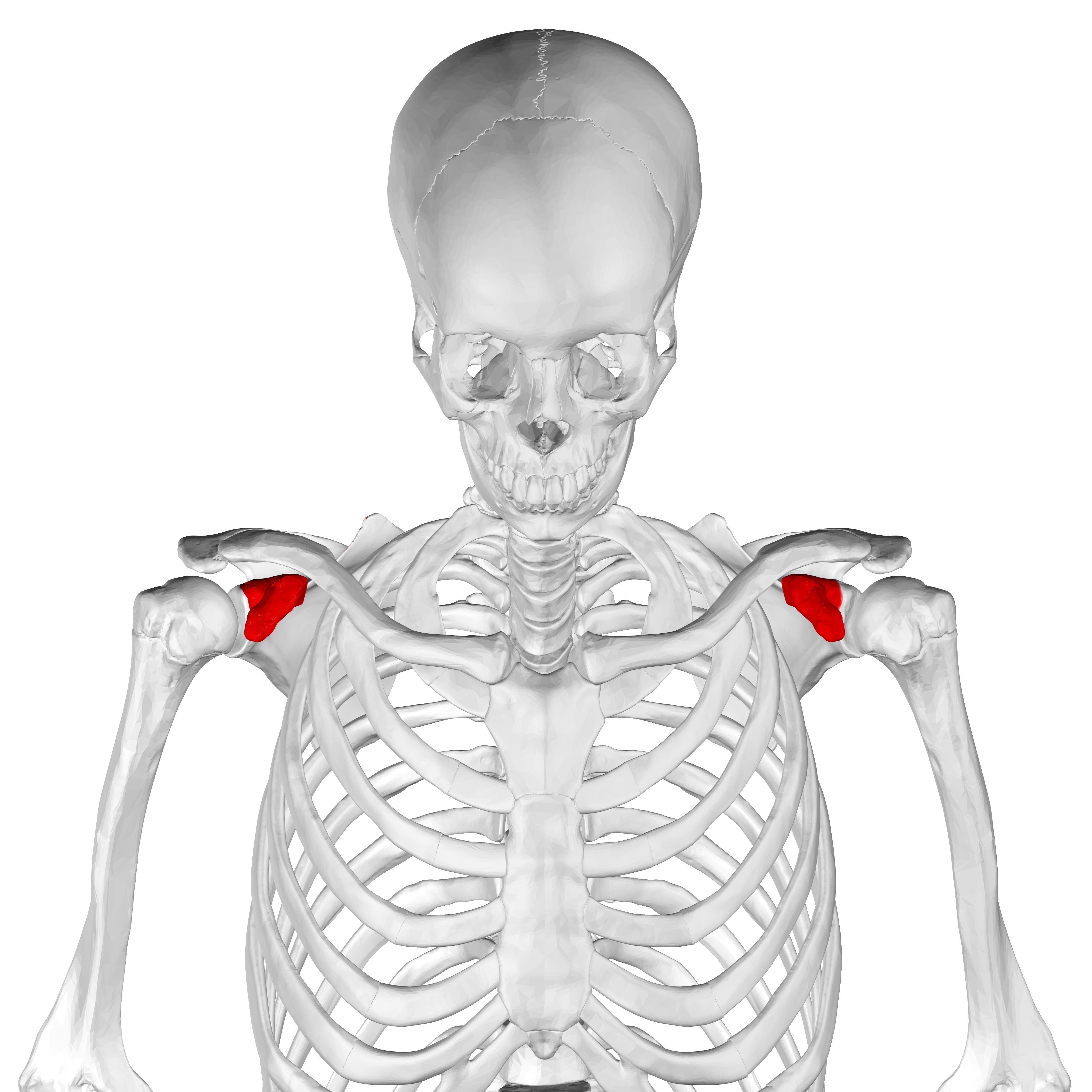  coracoid process of scapula05