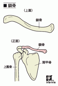 » bone_clavicle