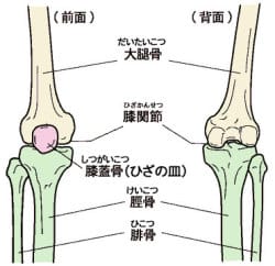 膝痛の原因