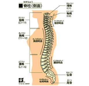 首こりや首痛の原因-1