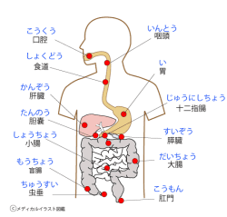 内臓の調整方法